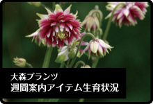 大森プランツ週間案内生育状況