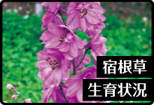 宿根草生育状況