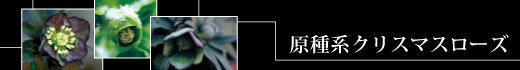 原種系クリスマスローズ