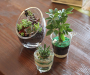 寄せ植え教室