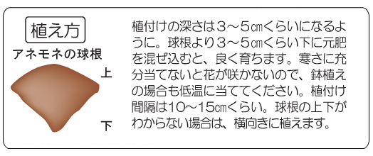 商品紹介 アネモネ 大森プランツ