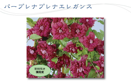 パープレアプレナエレガンス