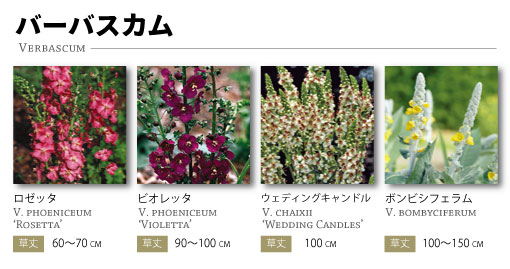 バーバスカム