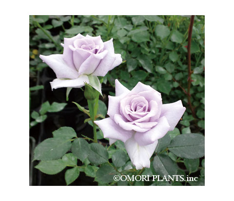 薔薇の海（ばらのうみ）イメージ