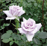 薔薇の海