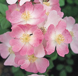 桜木