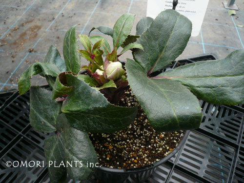 アシェードセレクション