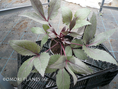 バウトンビューティー