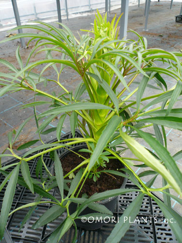 ボウルズ フォーム