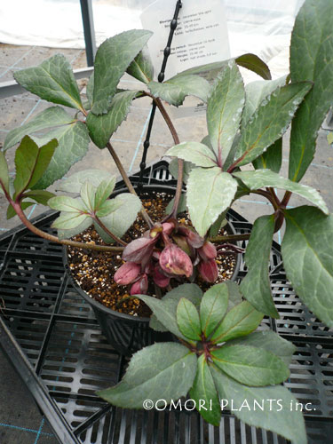 キャンディーラブ