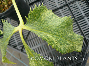 ゴールドダスト