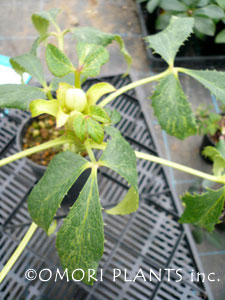 ゴールドダスト