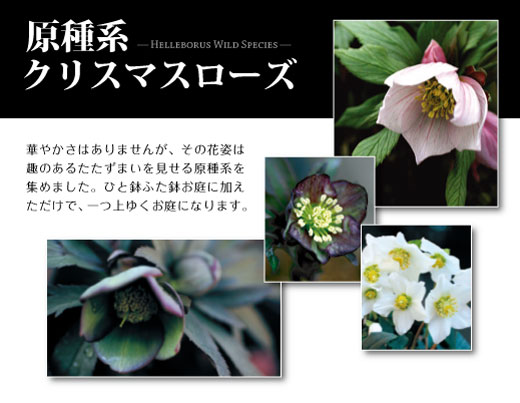クリスマスローズ 苗 株分 原種系 苗 クリスマスローズ 苗 原種」の