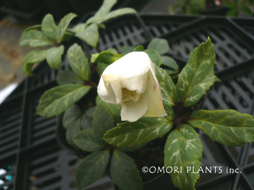 リトルプリンセス