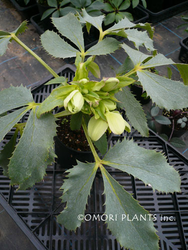 シルバーレース