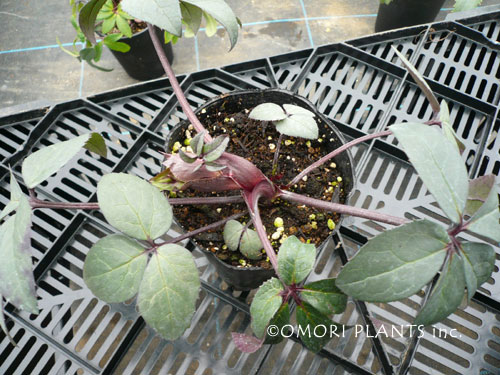 シルバームーン