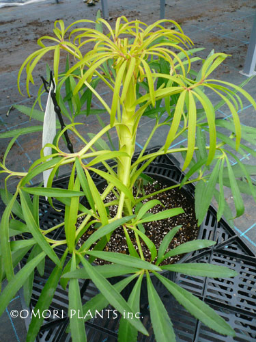 イエロー ウィルゲンブロック