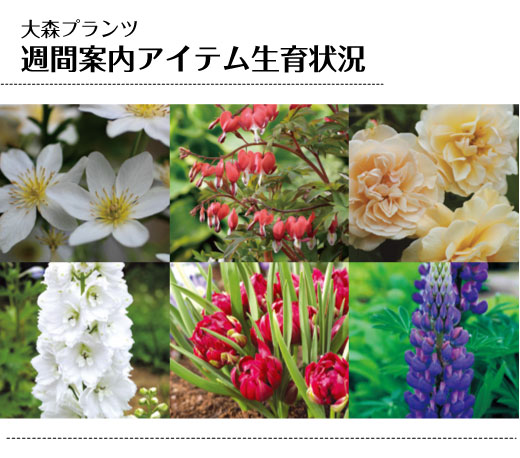 週間案内 生育状況